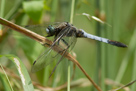 Orthetrum albistylum